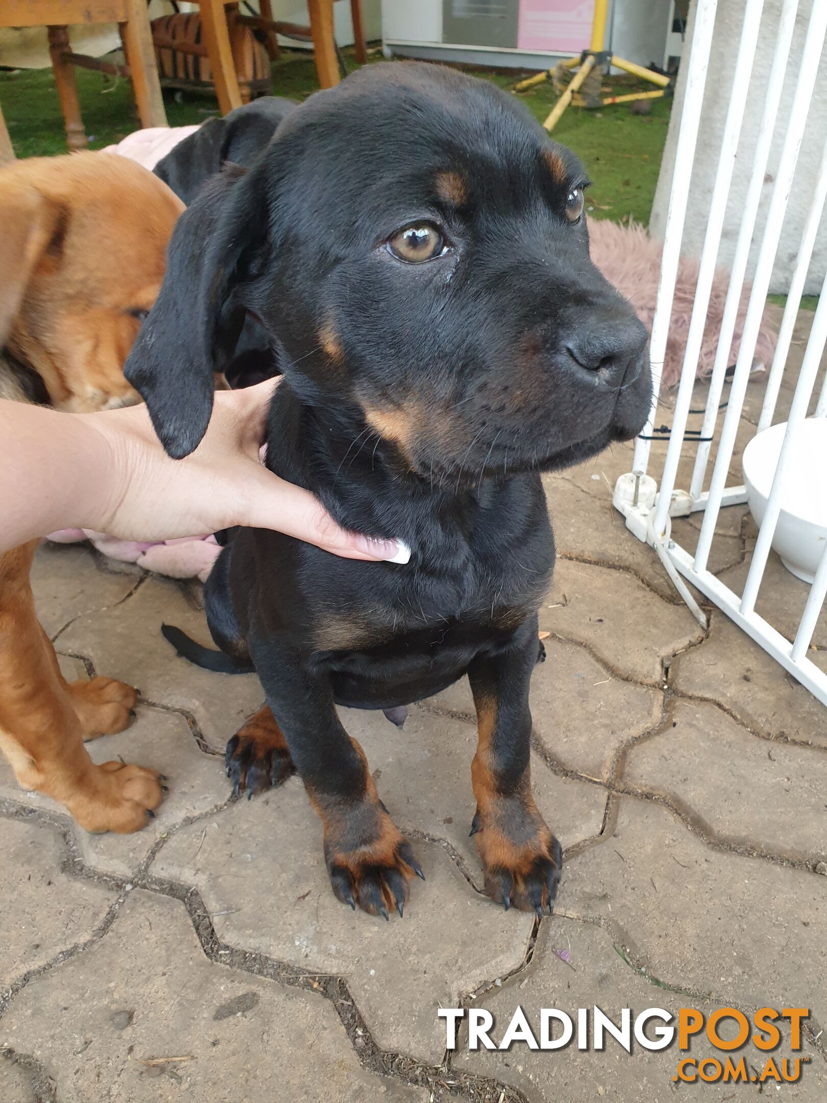 Neo mastiff x rottweiler puppies