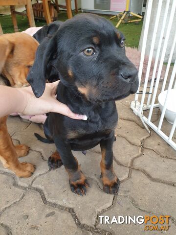 Neo mastiff x rottweiler puppies