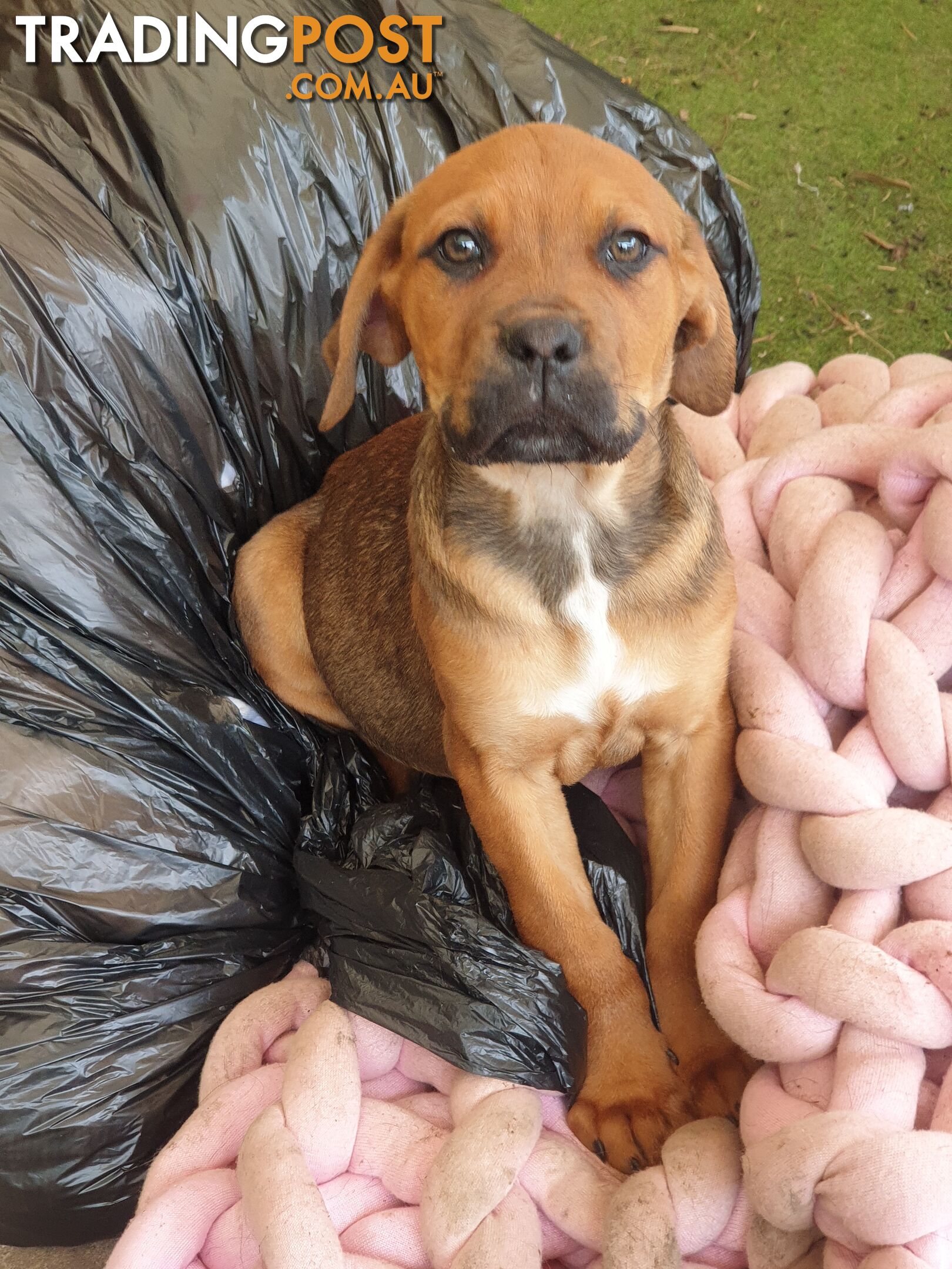 Neo mastiff x rottweiler puppies