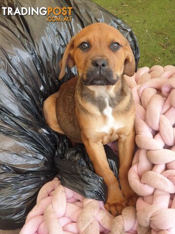 Neo mastiff x rottweiler puppies