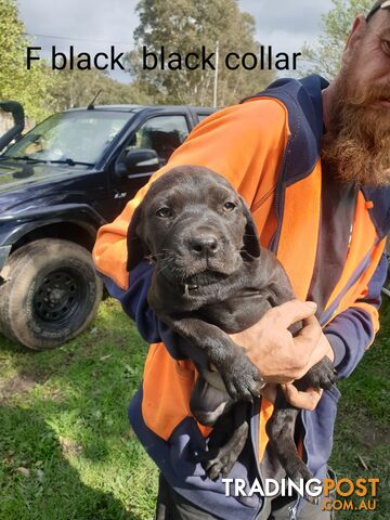 Neo mastiff x rottweiler puppies