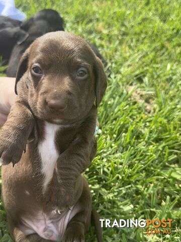 Nearly ready to go Mini Dachshunds