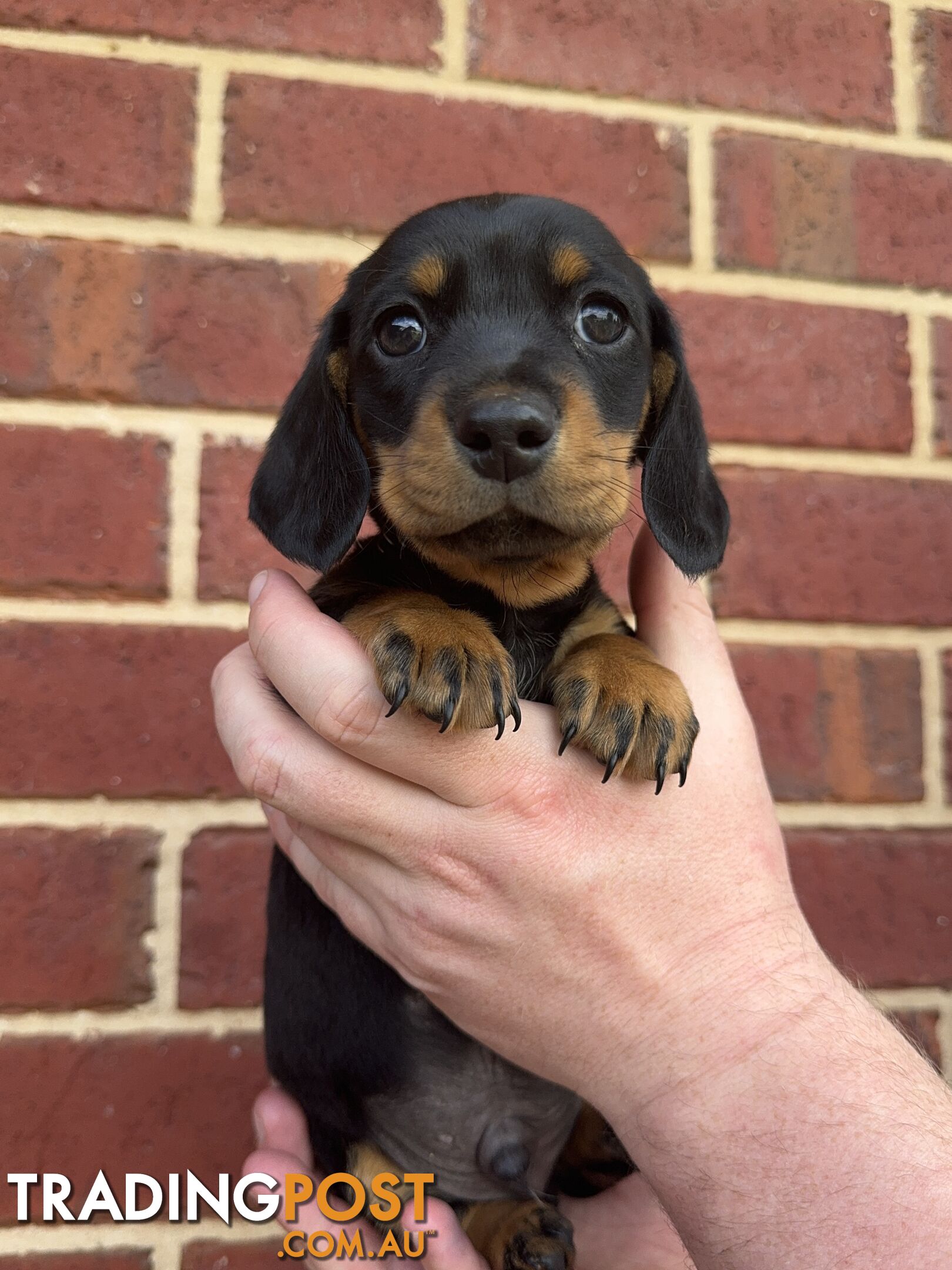 Male Mini Dachshunds Ready NOW