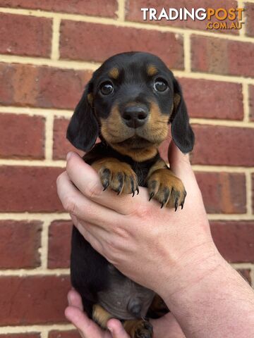 Male Mini Dachshunds Ready NOW