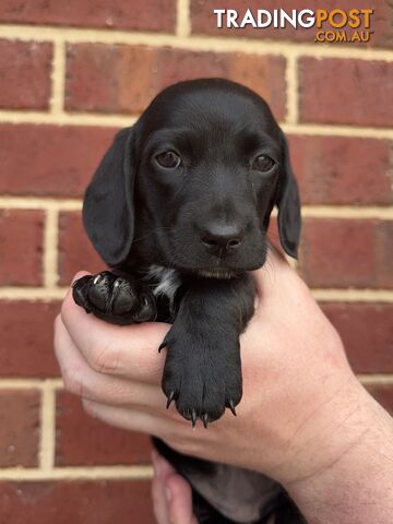 Male and Female mini Dachshunds. Ready NOW