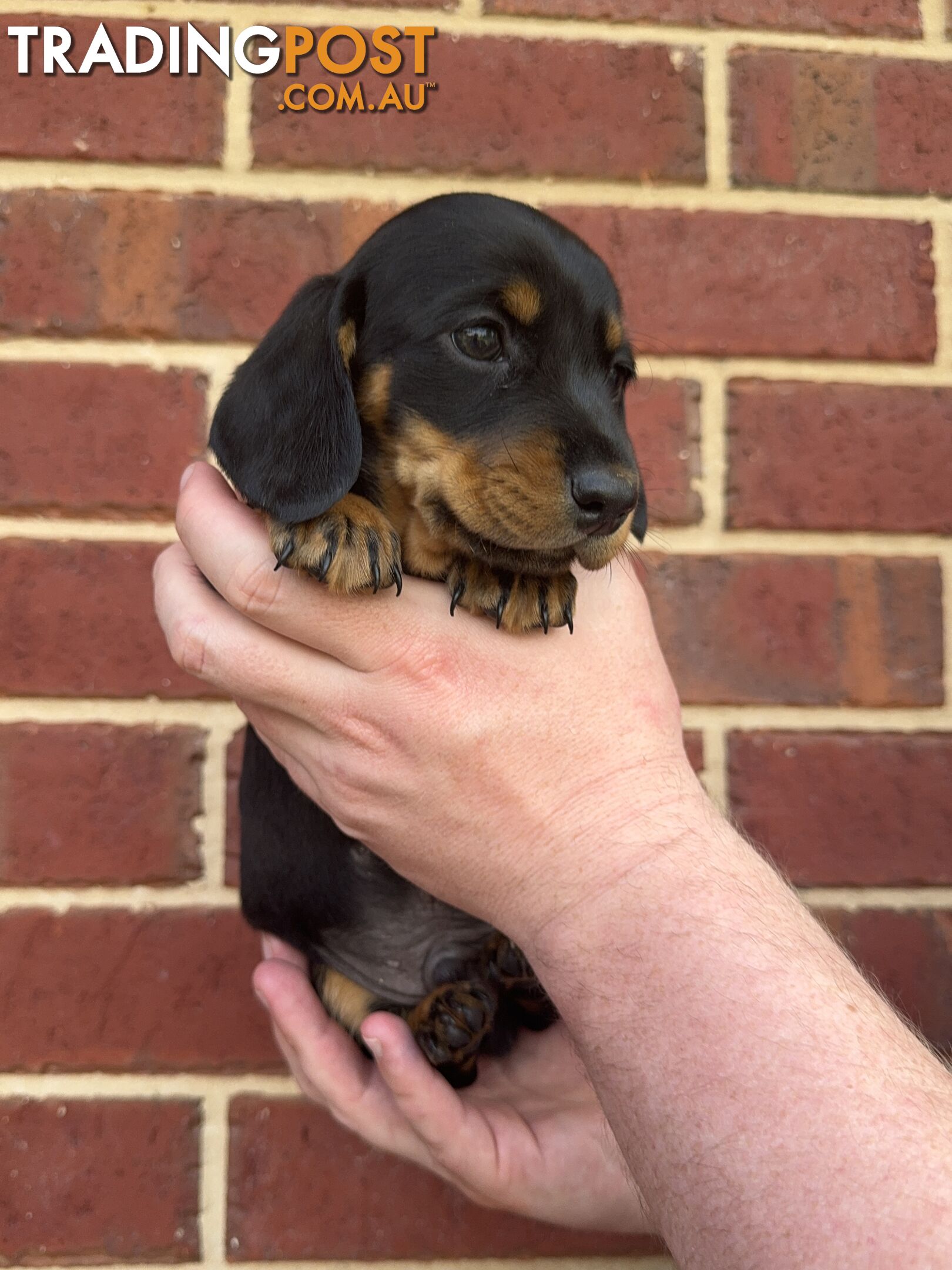 Male Mini Dachshunds Ready NOW