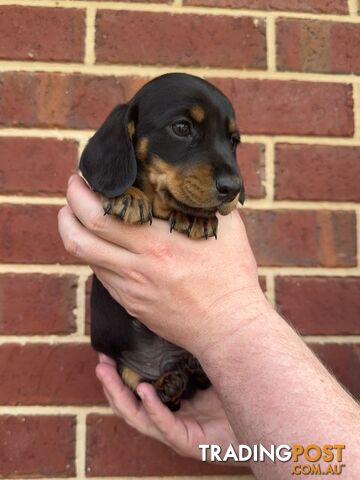 Male Mini Dachshunds Ready NOW