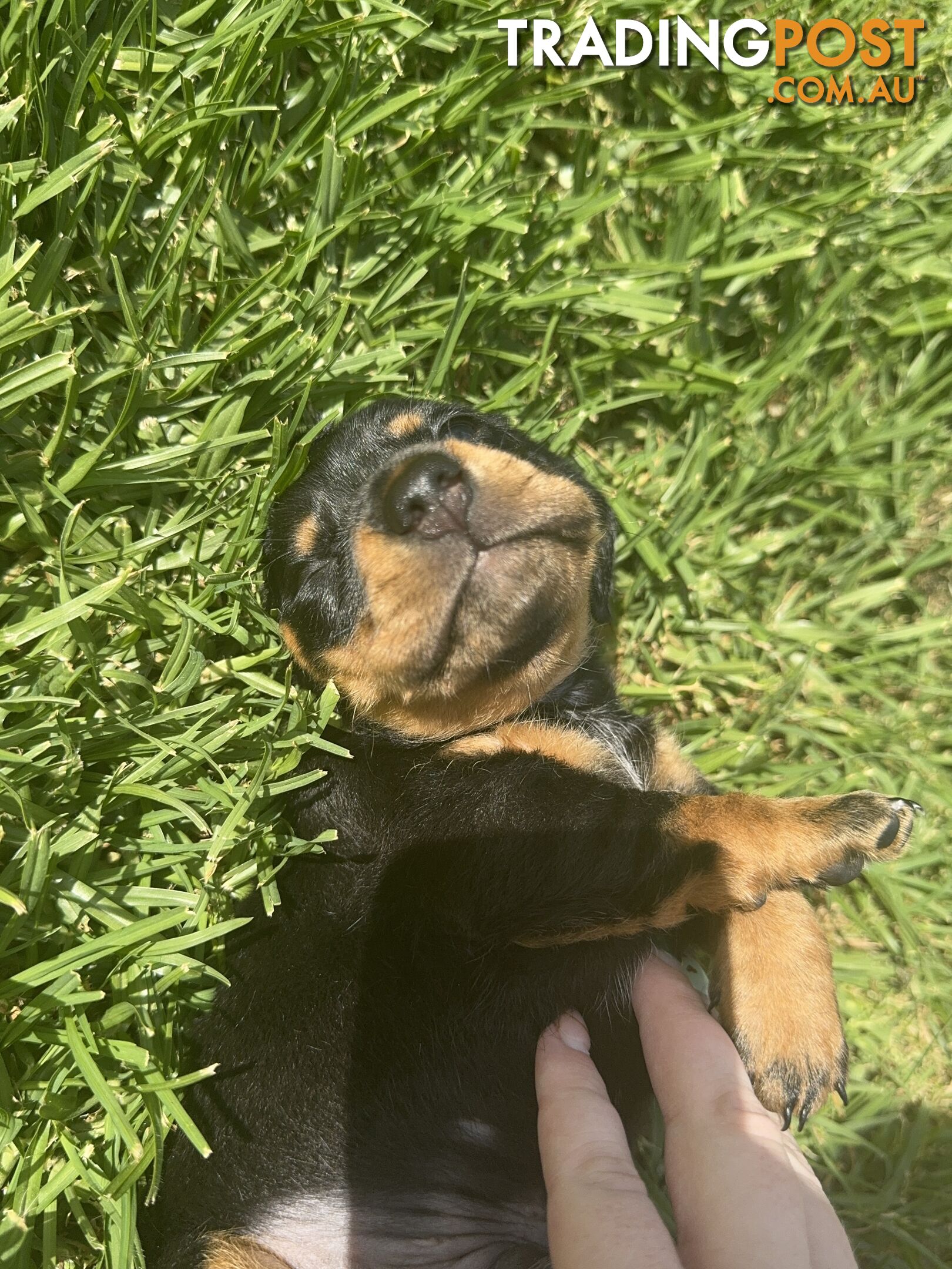 Male Mini Dachshunds Ready NOW