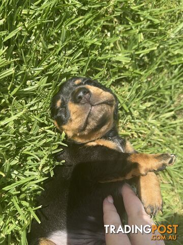 Male Mini Dachshunds Ready NOW