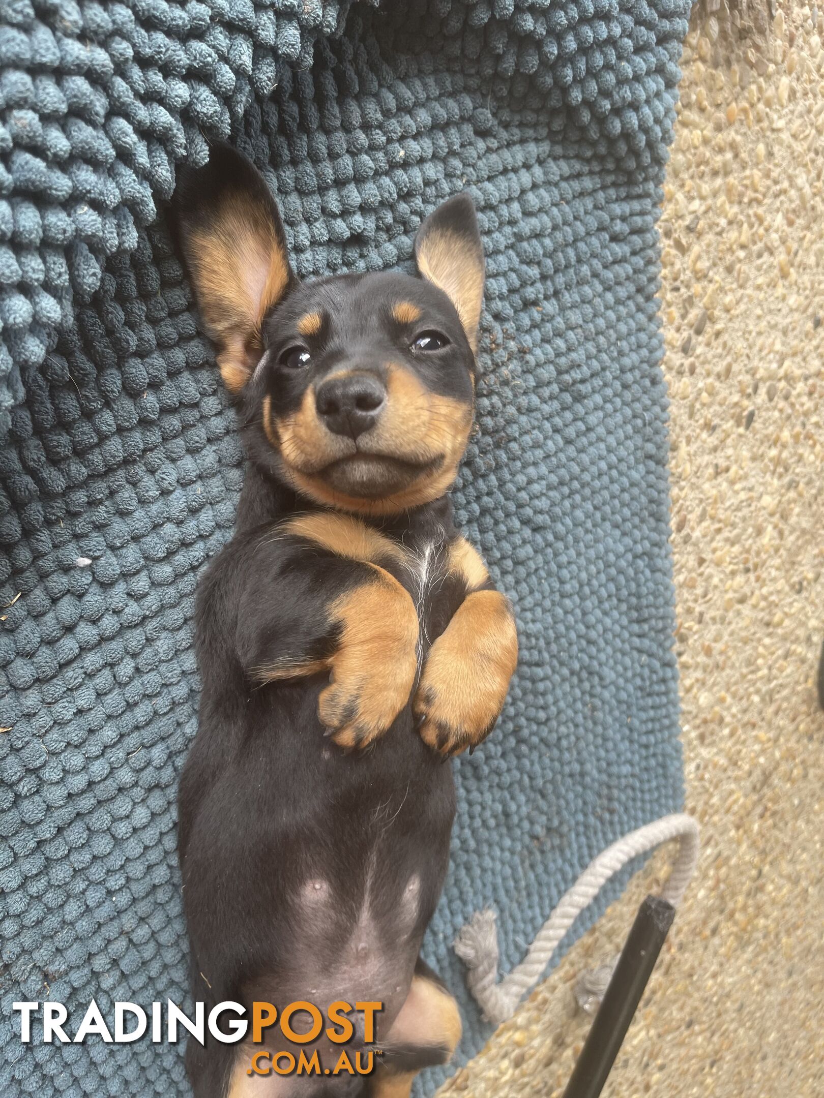 Male Mini Dachshunds Ready NOW