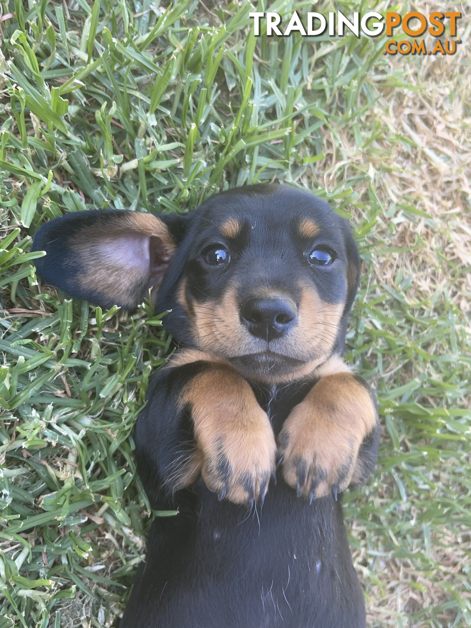 Male Mini Dachshunds Ready NOW