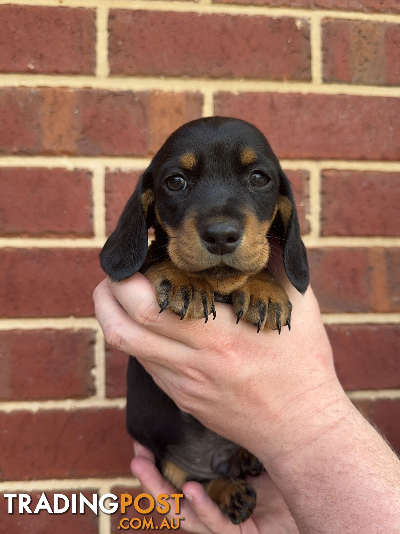 Male Mini Dachshunds Ready NOW