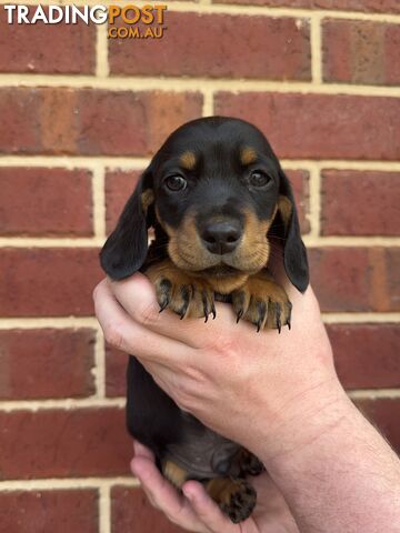 Male Mini Dachshunds Ready NOW