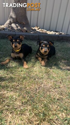 Pure bred kelpie pups!