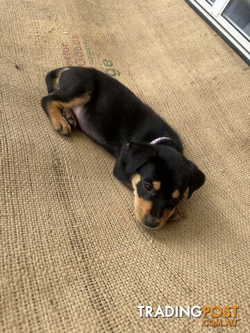 Pure bred kelpie pup!