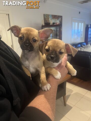 Chihuahua x Pug Chug