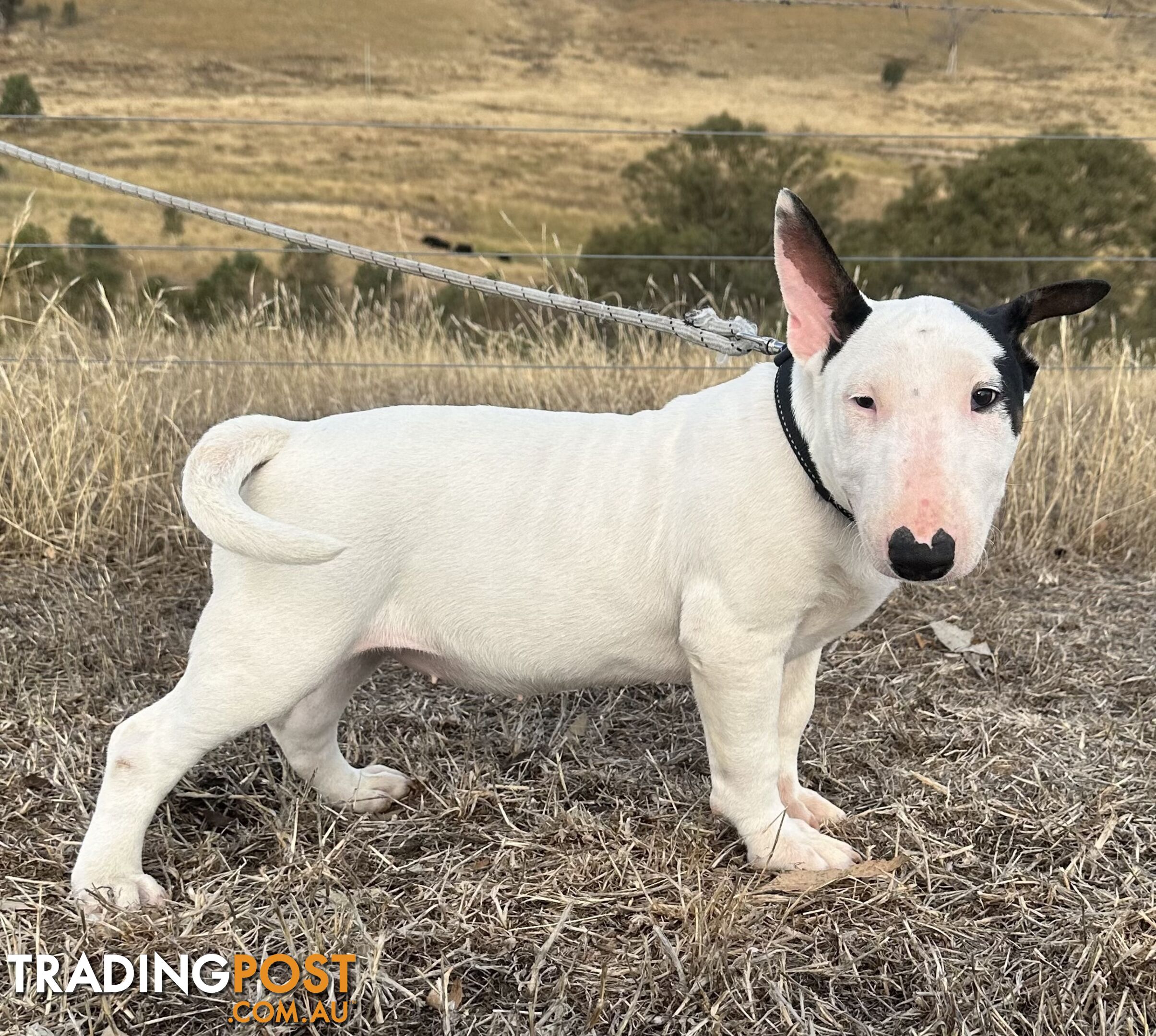 4 x Bull Terrier  puppies for sale ready to go to there new home