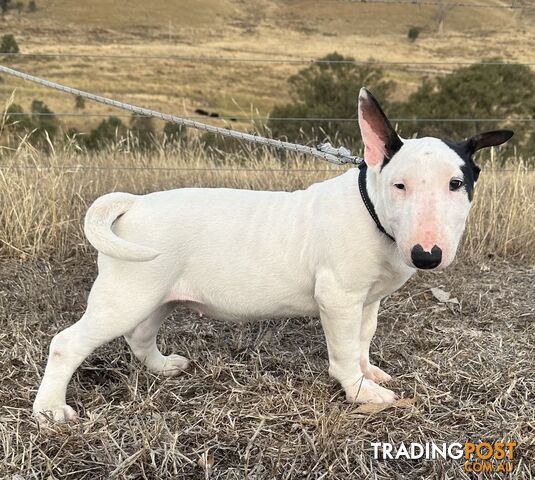 4 x Bull Terrier  puppies for sale ready to go to there new home