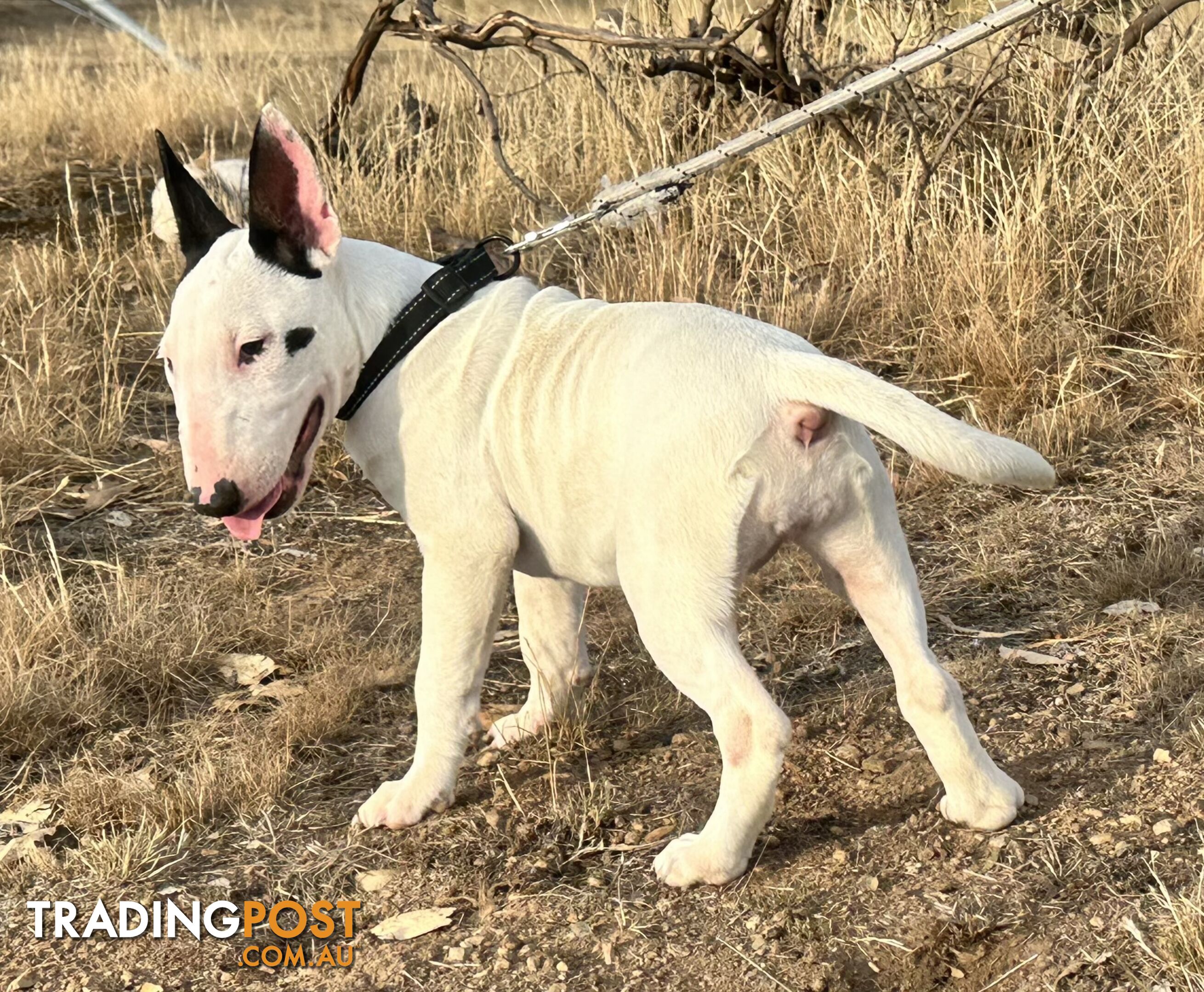 4 x Bull Terrier  puppies for sale ready to go to there new home