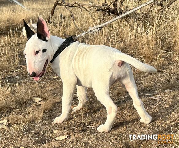 4 x Bull Terrier  puppies for sale ready to go to there new home