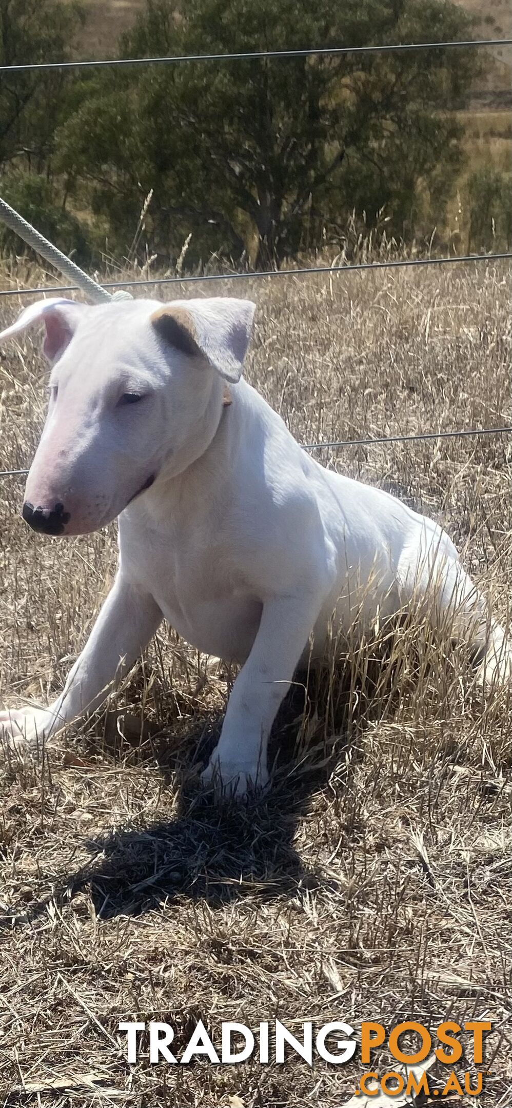 4 x Bull Terrier  puppies for sale ready to go to there new home