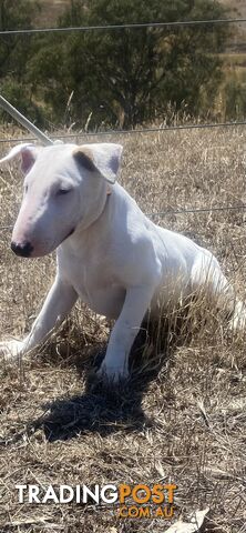 4 x Bull Terrier  puppies for sale ready to go to there new home