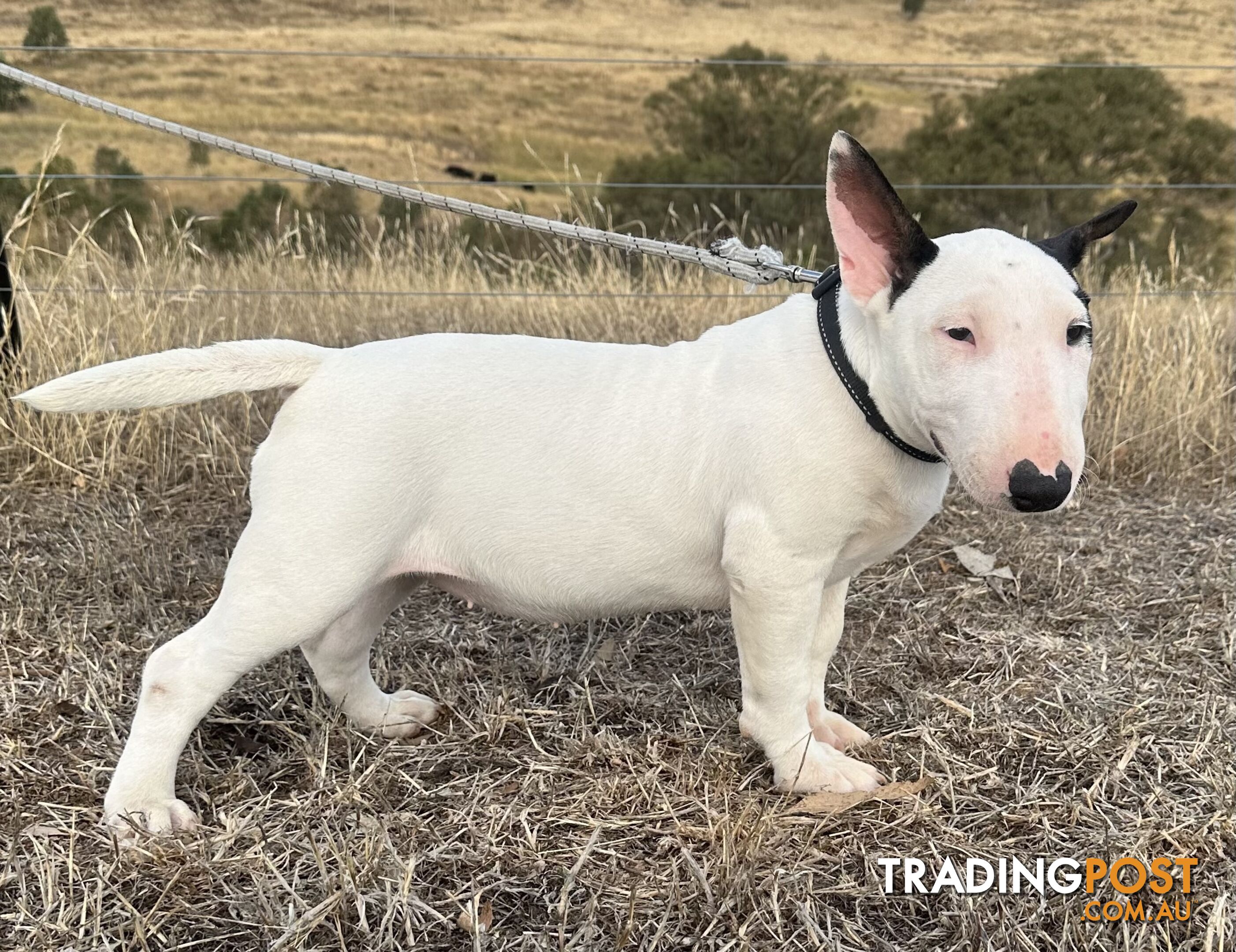 4 x Bull Terrier  puppies for sale ready to go to there new home