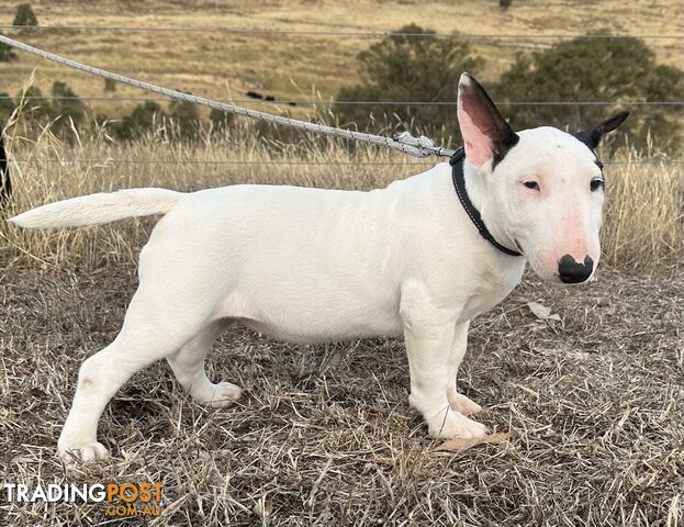 4 x Bull Terrier  puppies for sale ready to go to there new home