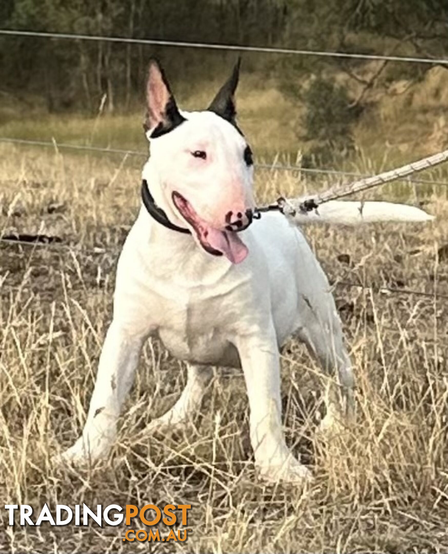 4 x Bull Terrier  puppies for sale ready to go to there new home