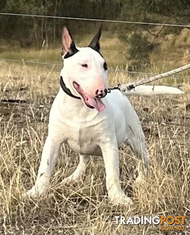 4 x Bull Terrier  puppies for sale ready to go to there new home