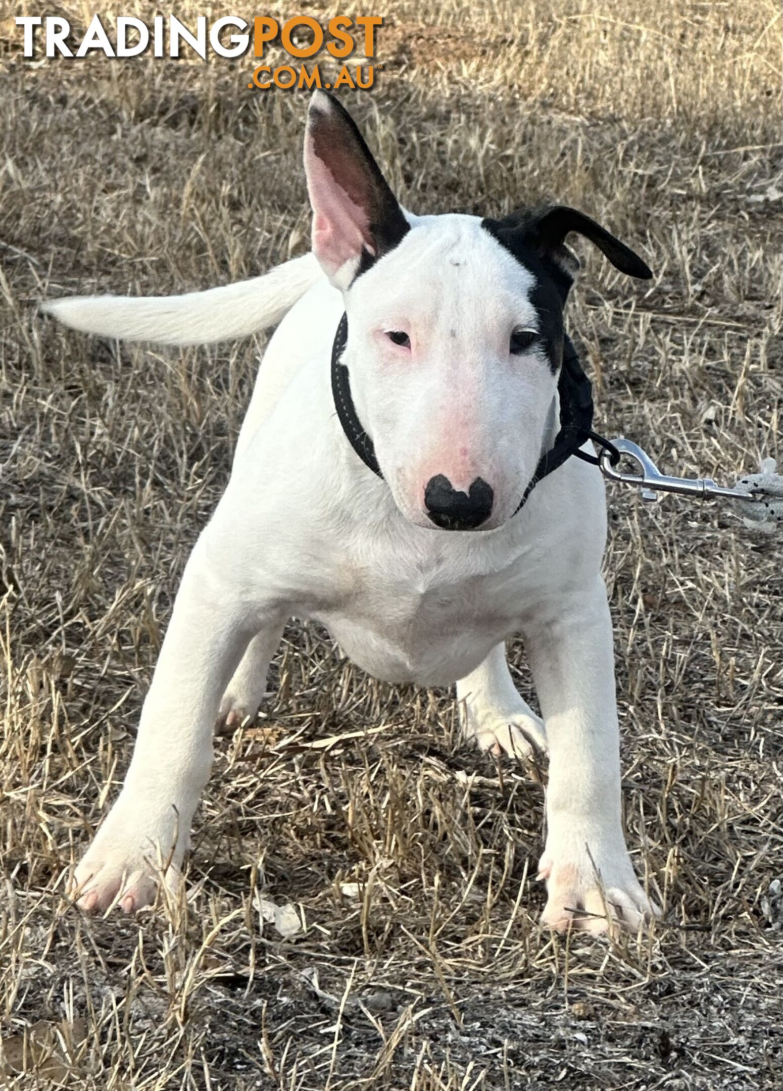 4 x Bull Terrier  puppies for sale ready to go to there new home