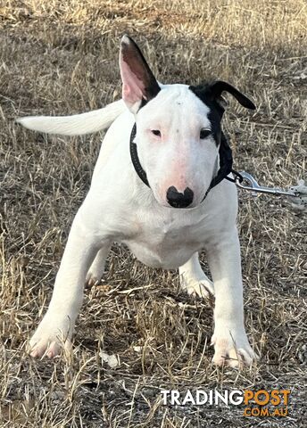 4 x Bull Terrier  puppies for sale ready to go to there new home