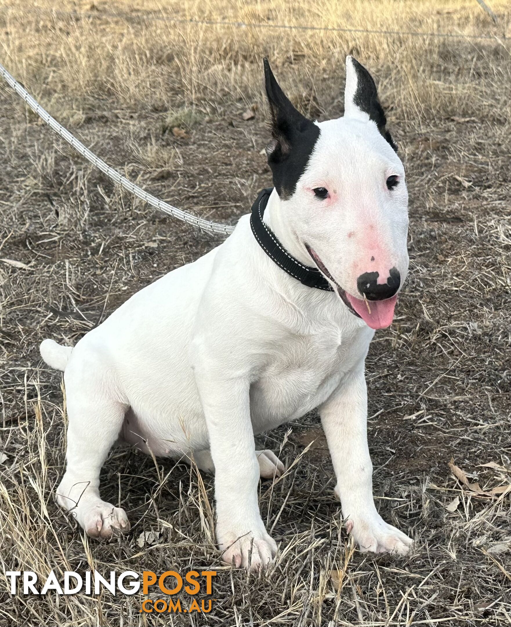 4 x Bull Terrier  puppies for sale ready to go to there new home