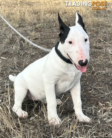 4 x Bull Terrier  puppies for sale ready to go to there new home