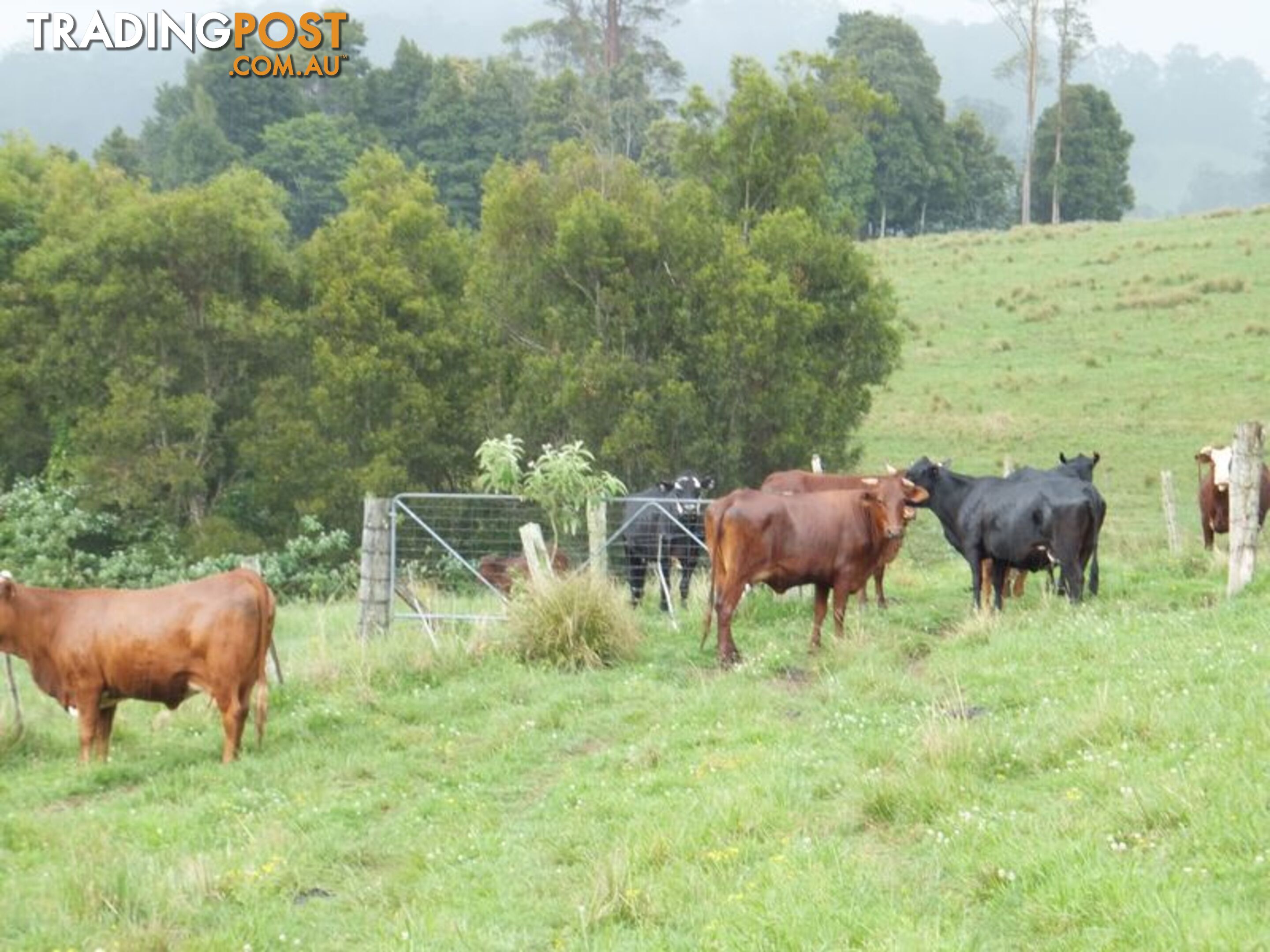 200 Camp Creek Road LOWANNA NSW 2450