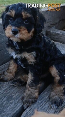 CAVOODLE PUPPIES