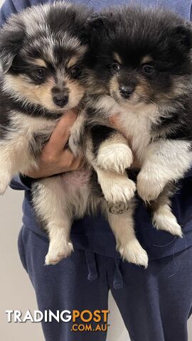 Pomeranian x japanese spitz  puppies