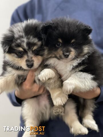 Pomeranian/ Japanese Spitz