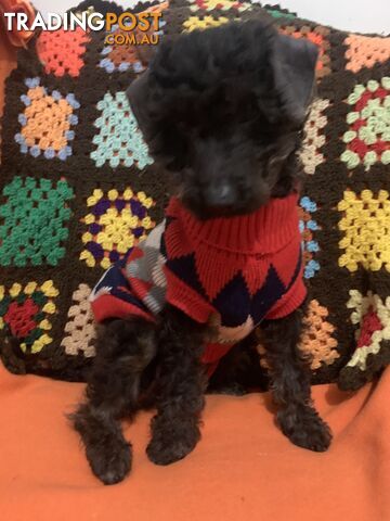 Adorable 6mth toy Cavoodle little girl