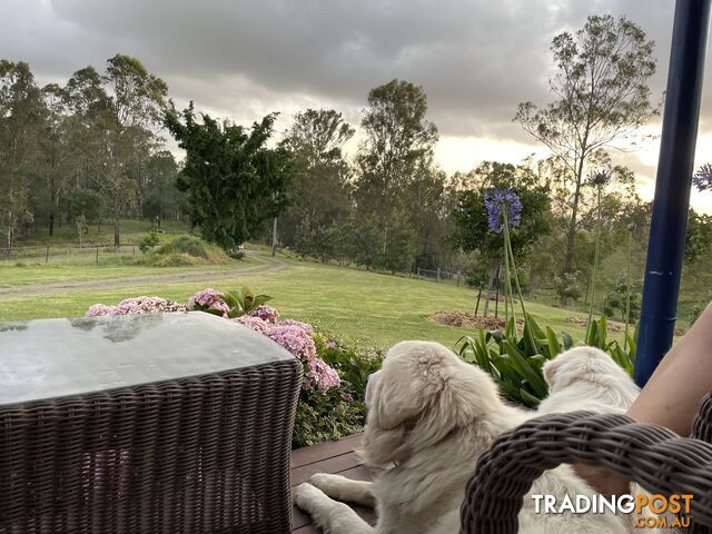 Maremma’s Livestock guardians