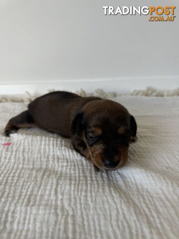 Dachshund Puppies - Ready for Xmas