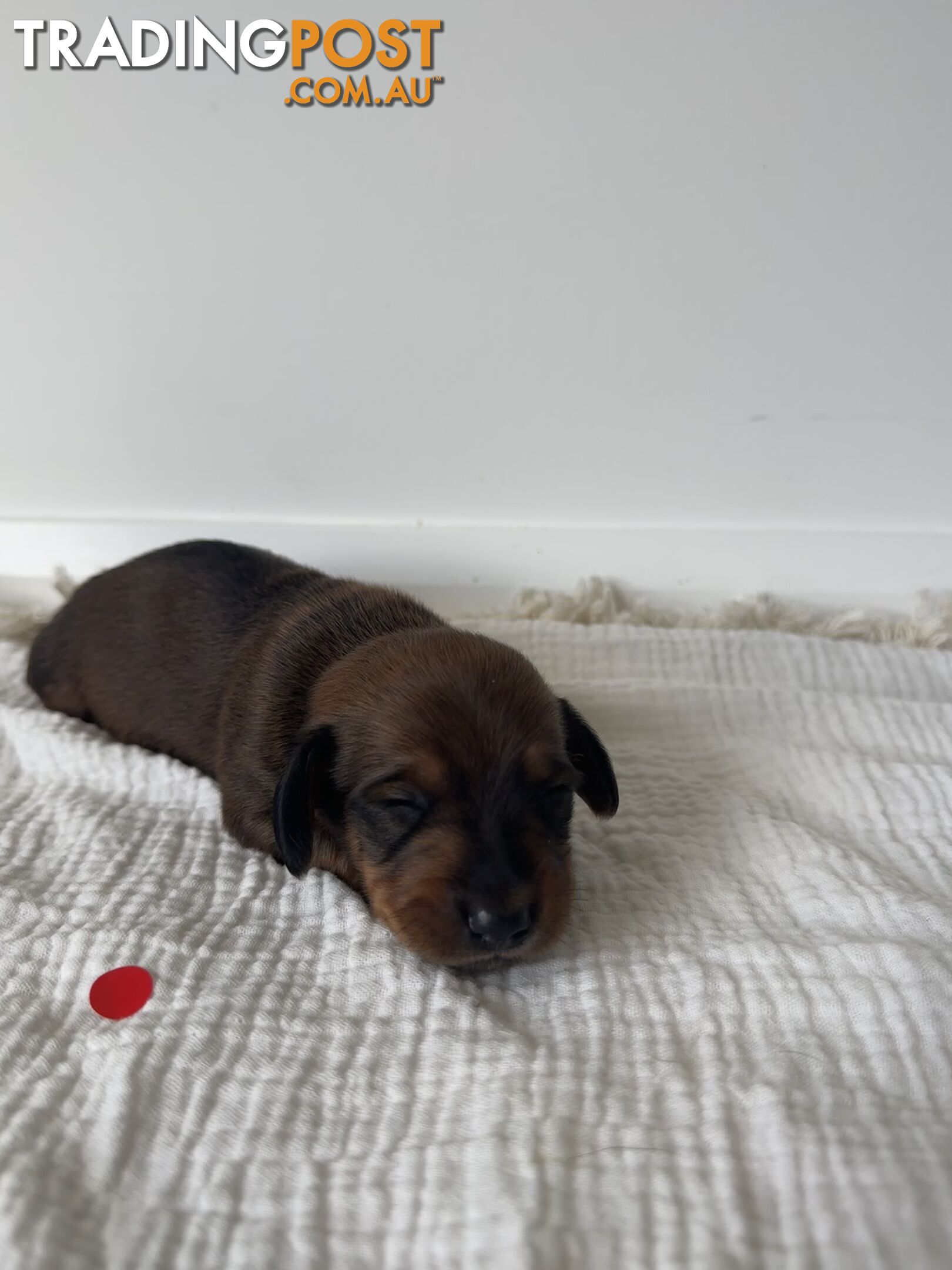 Dachshund Puppies - Ready for Xmas