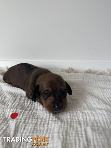 Dachshund Puppies - Ready for Xmas