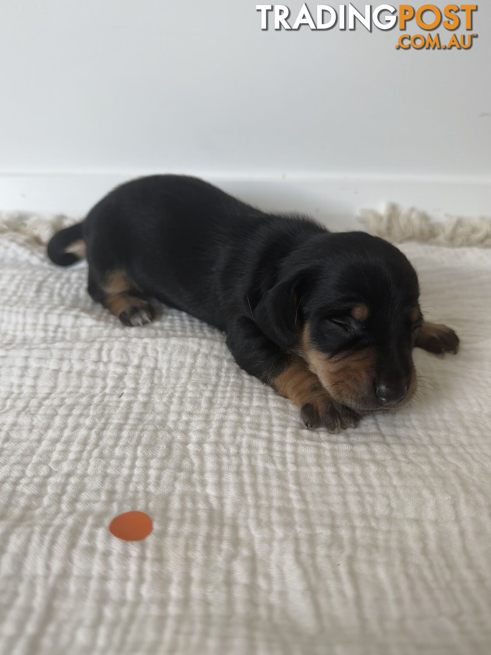 Dachshund Puppies - Ready for Xmas