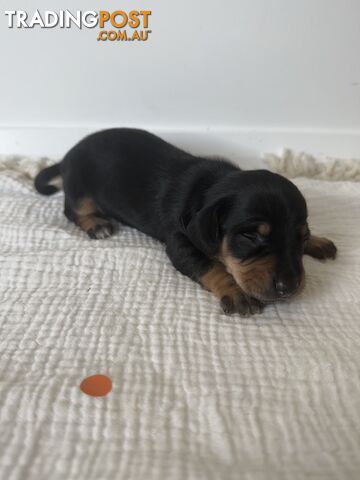 Dachshund Puppies - Ready for Xmas