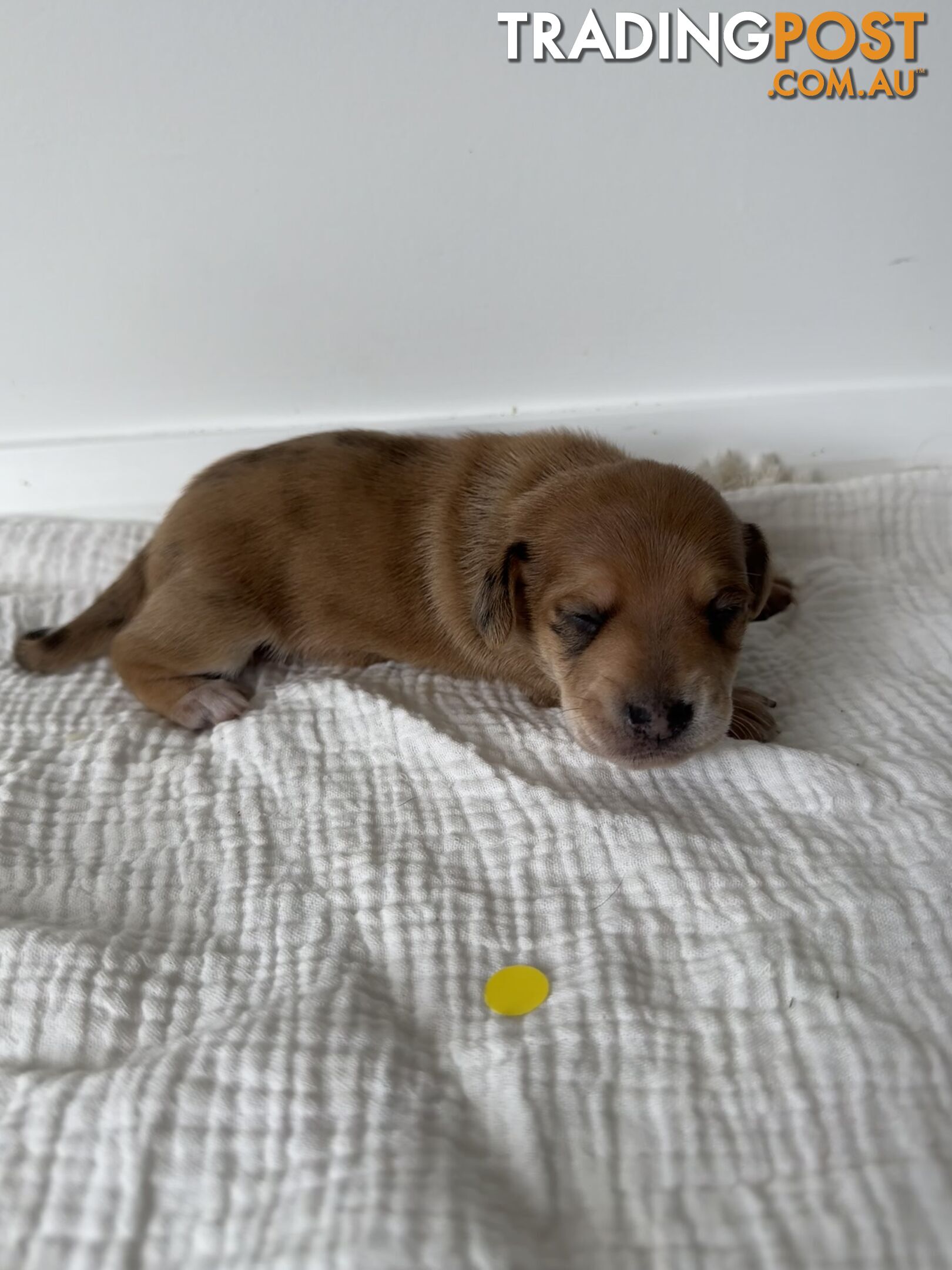 Dachshund Puppies - Ready for Xmas