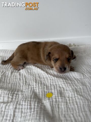 Dachshund Puppies - Ready for Xmas