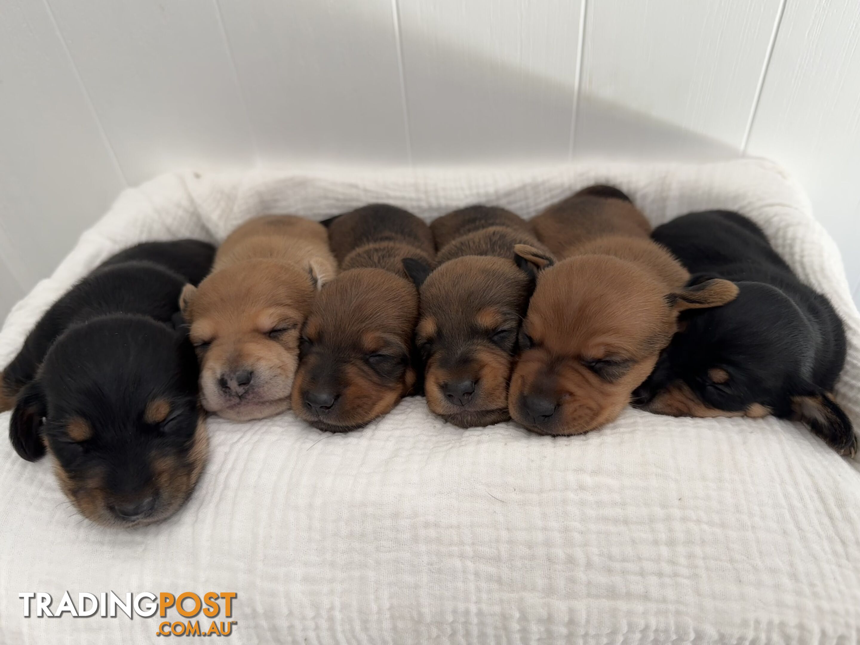 Dachshund Puppies - Ready for Xmas