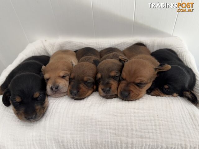 Dachshund Pups - Ready for Xmas