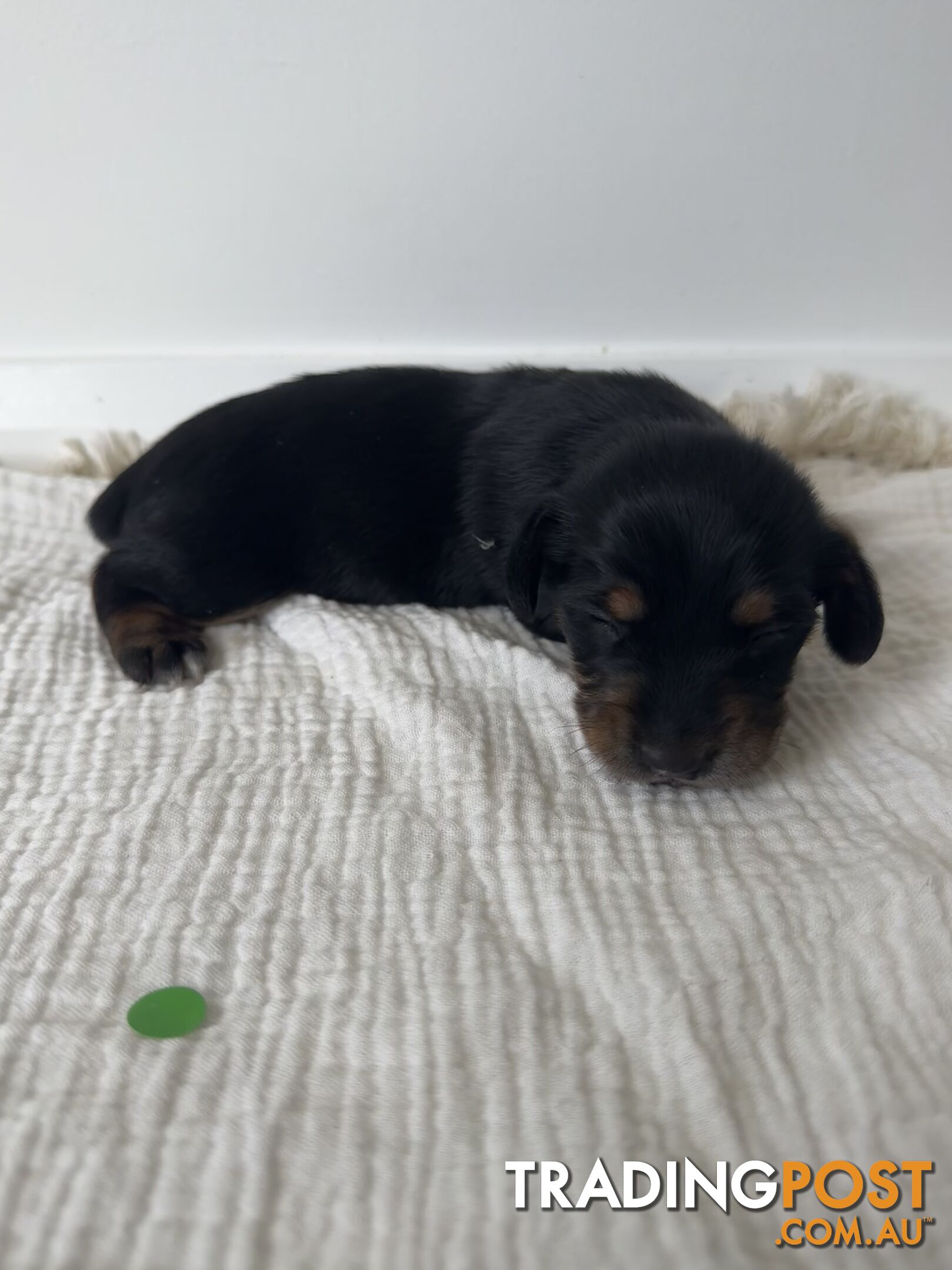 Dachshund Puppies - Ready for Xmas